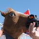 Illustration for article titled Formula 1 Is More Fun In A Horse Mask
